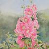 Hollyhocks
